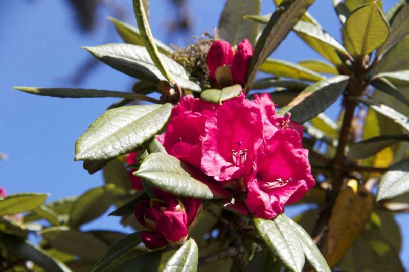 flower-Copy
