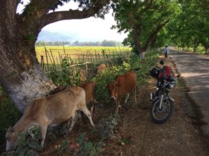 Upper Myanmar motorcycle tour